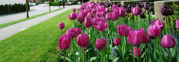 pink tulips and gree grass